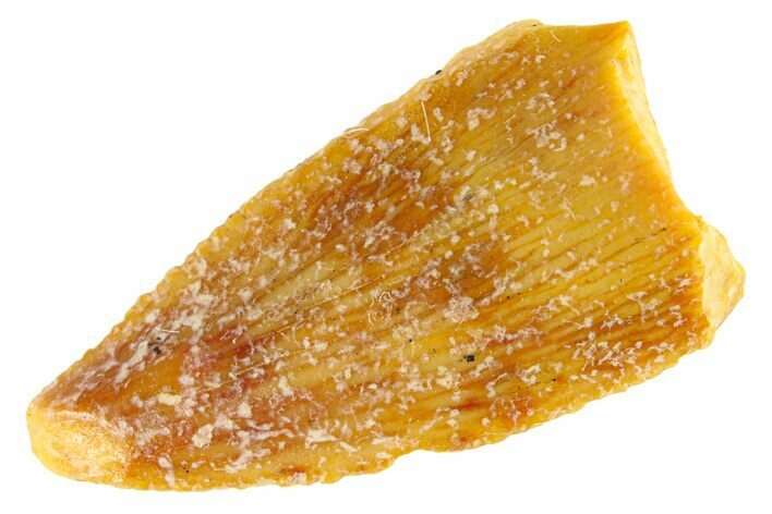 Serrated Raptor Premaxillary Tooth - Real Dinosaur Tooth #300820